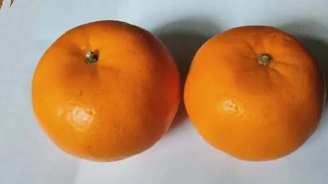Buah Jeruk