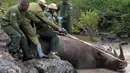 Penjaga Satwa Liar Kenya dan tim penangkap mengeluarkan seekor badak hitam yang dibius dari air di Taman Nasional Nairobi, Kenya Selasa (16/1/2024). Kenya telah memulai proyek relokasi 21 badak hitam yang terancam punah. (AP Photo/Brian Inganga)