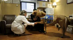 Handler Jorge Garcia - Bengochea memegang kuda poni di Rumah Sakit anak Kravis, New York City, (16/3). Kuda ini nantinya akan menghibur para pasien rumah sakit ini. (REUTERS / Mike Segar)