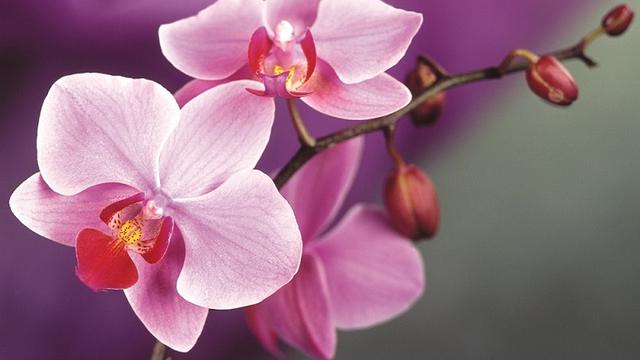 Dari Tanam Anggrek Pria Ini Bisa Kaya Raya Bisnis