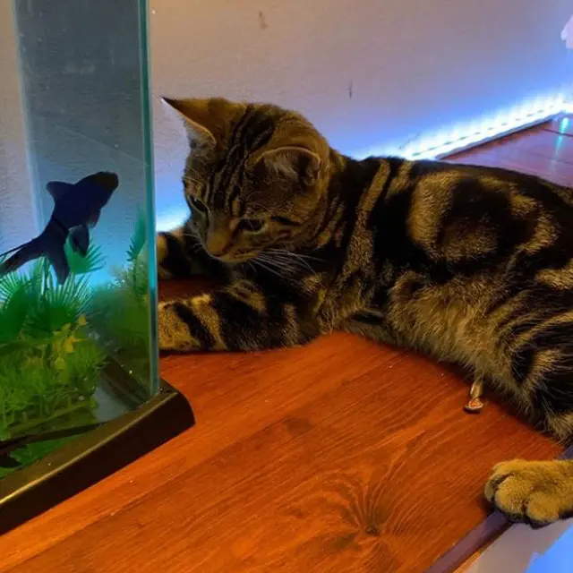 Kucing Makan