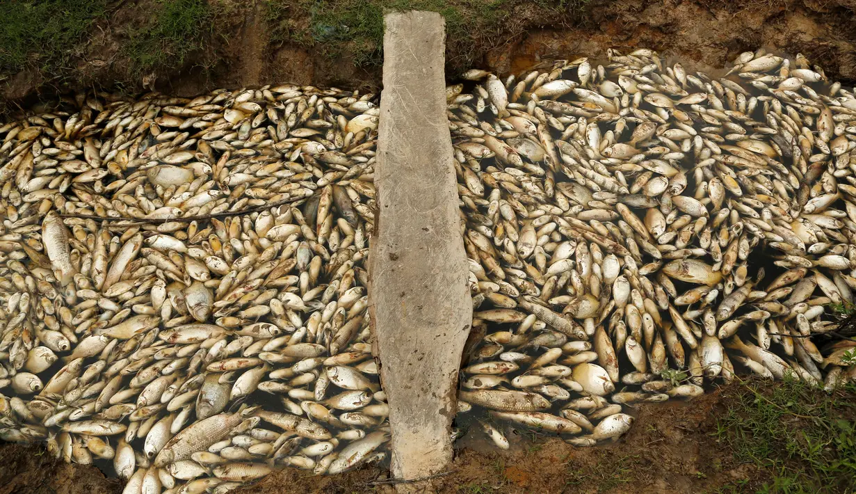 Kondisi sungai Confuso yang tertutupi oleh ribuan ikan mati di Kota Villa Hayes, Paraguay, 14 Oktober 2017. Penampakan ikan-ikan mati yang menutupi permukaan sungai itu terlihat cukup mengerikan. (AP Photo/Jorge Saenz)