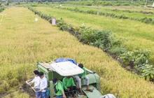 Dekan Pertanian Unbraw Berikan Tanggapan Seputar Kesalahpahaman Terkait Kebijakan Food Estate