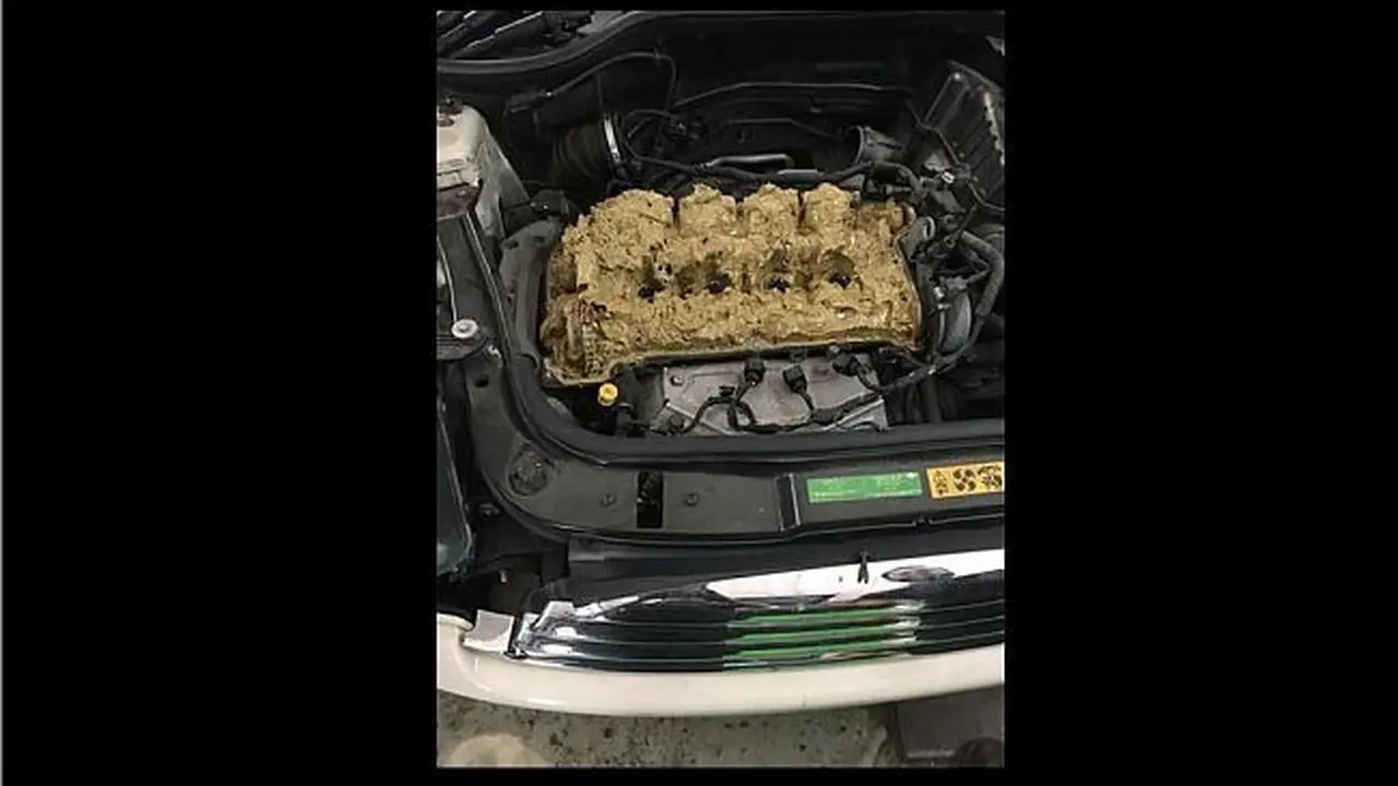 Mesin mobil yang diisi oleh cairan washer (Jalopnik)