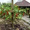 7 Cara Merawat Tanaman Cabai di Musim Hujan agar Tidak Busuk Batang