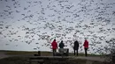 Sejumlah orang menyaksikan kawanan angsa salju terbang di Garry Point Park, di Richmond, British Columbia, Kanada pada Minggu (10/1/2021). Angsa, yang berkembang biak di Siberia, bermigrasi di sepanjang pantai pasifik untuk menghabiskan musim dingin. (Darryl Dyck/The Canadian Press via AP)