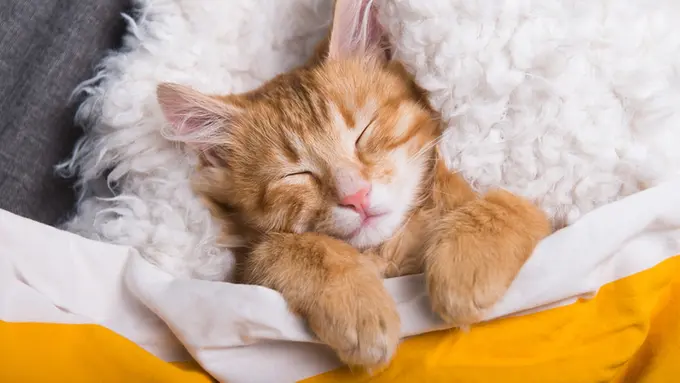 Cat Burrito, Teknik Membungkus Kucing yang Aman dan Bebas Stres