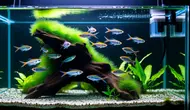 Cara Menjernihkan Air Aquarium Tanpa Kuras yang Ampuh dan Aman untuk Ikan
