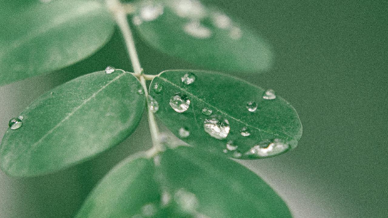 Tips Aman Mengonsumsi Daun Kelor