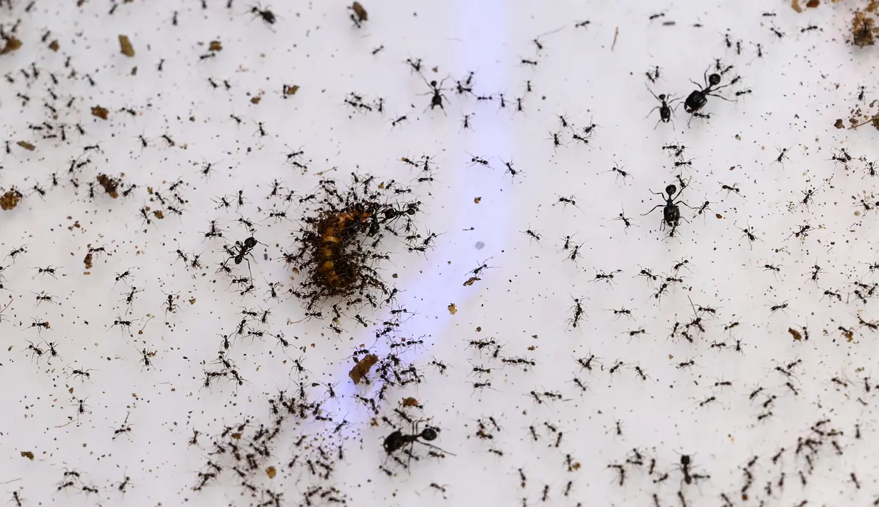 Semut memakan cacing di dalam formikarium di toko hewan peliharaan "Just Ants" di Singapura, 23 September 2020. Peternakan semut lebih umum di beberapa negara Barat, namun jarang terjadi di Singapura dan pengusaha bernama John Ye mencoba mengubah konotasi negatif terkait serangga (Roslan RAHMAN/AFP)