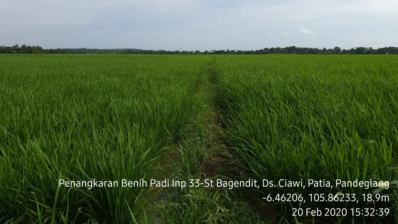 PANDEGLANG MULAI JAJAKI SEBAGAI PENYEDIA BENIH PADI MANDIRI