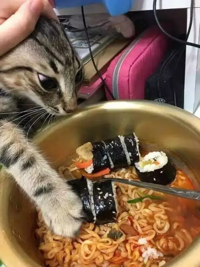 10 Potret Kucing Diam-Diam Curi Makanan Ini Bikin Geleng Kepala