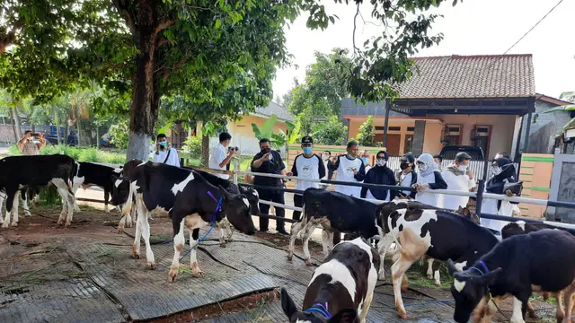Kementan Apresiasi Peternak Sapi Perah di Jakarta Bertahan di Tengah Pandemi