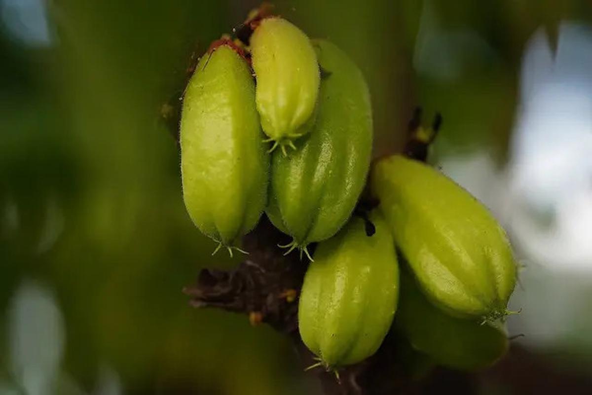 Manfaat Belimbing Wuluh, Rahasia Buah Asam Penurun Kolesterol