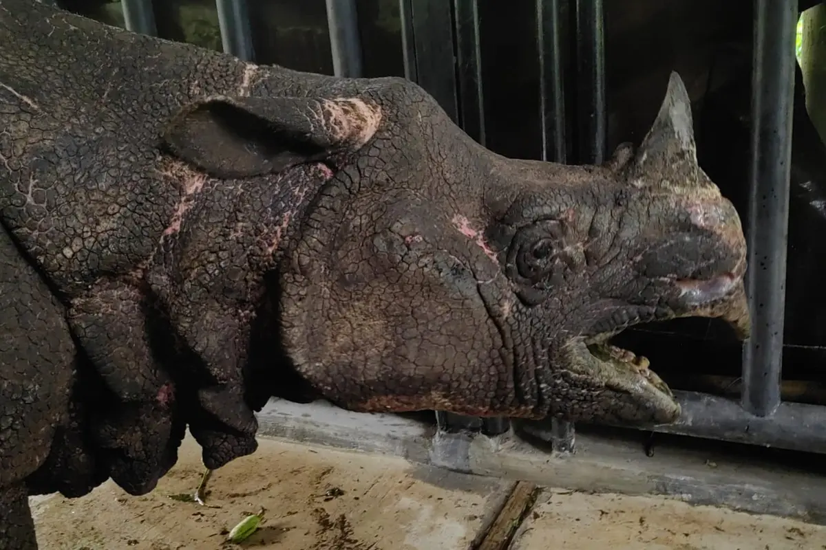 Badak jantan yang diberi nama Mustofa dipindahkan dari Gardu Buruk Taman Nasional Ujung Kulon (TNUK) menuju Kandang Rawat (Paddock) Javan Rhino Study and Conservation Area (JRSCA) (Istimewa)