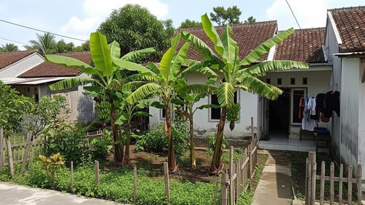 7 Jenis Pohon Pisang Pendek untuk Lahan Terbatas, Bisa Bikin Teduh dan Mempercantik Rumah