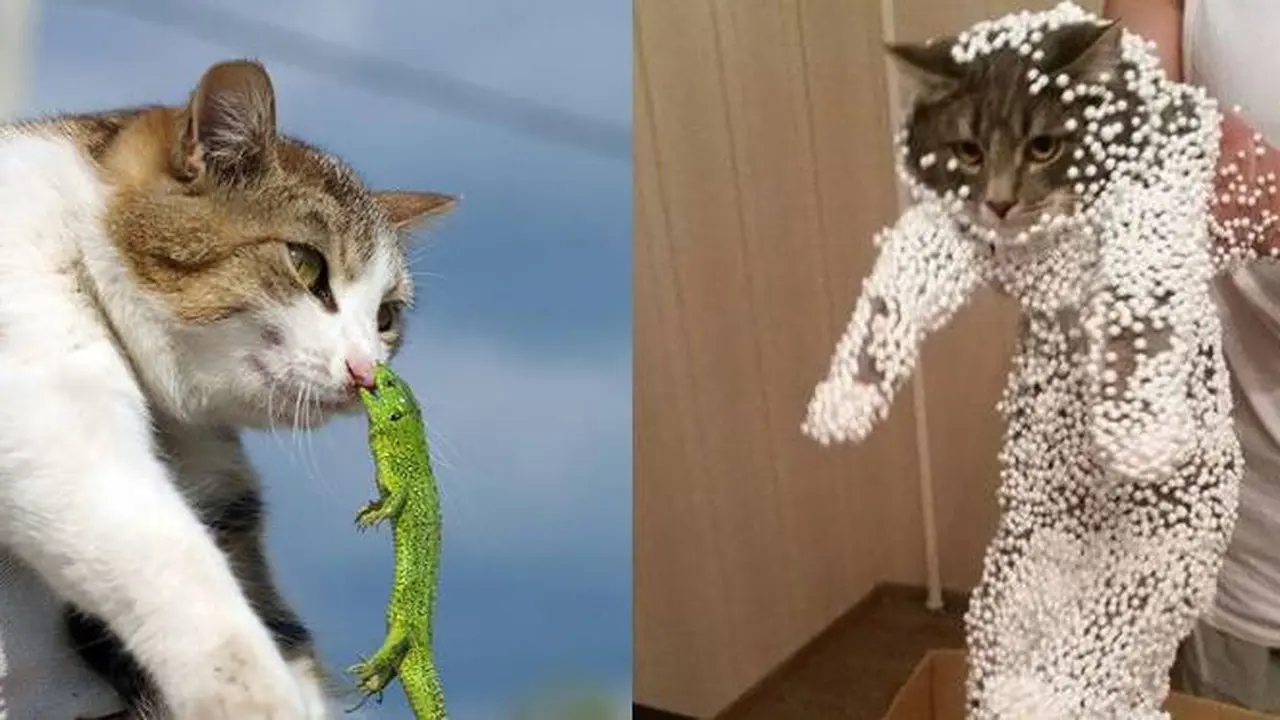 7 Momen Apes yang Dialami Kucing Ini Ini Bikin Kasihan