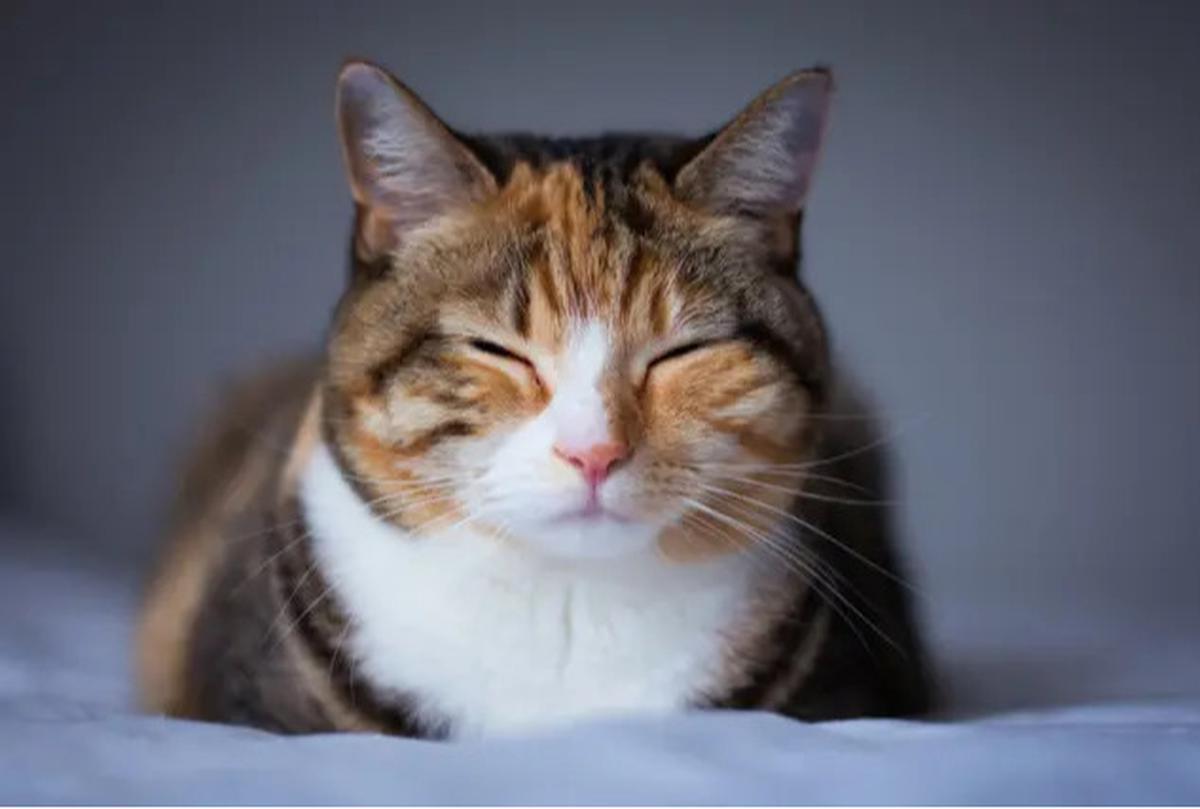Ternyata Kucing Bermanfaat Bagi Kesehatan, Ini Alasannya