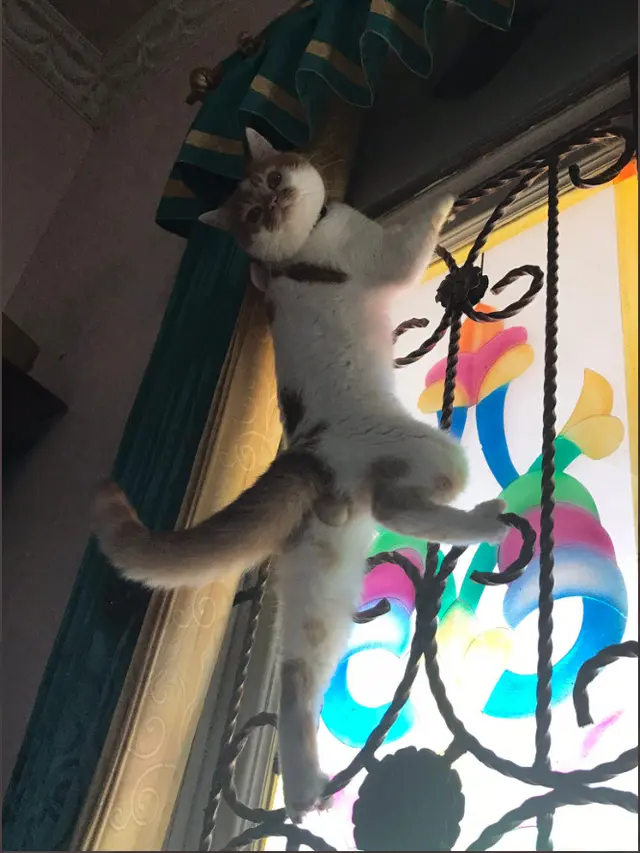6 Potret Kucing Lihai Panjat Jendela Ini Bikin Geleng Kepala, Ada Saja Tingkahnya