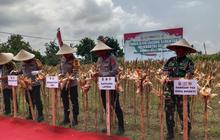 Fakta Unik: Polda NTB Panen Jagung 50 Ton, Dukung Ketahanan Pangan Nasional