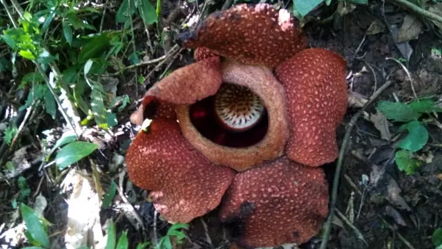 Bunga langka Rafflesia arnoldii