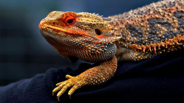 Bearded Dragons