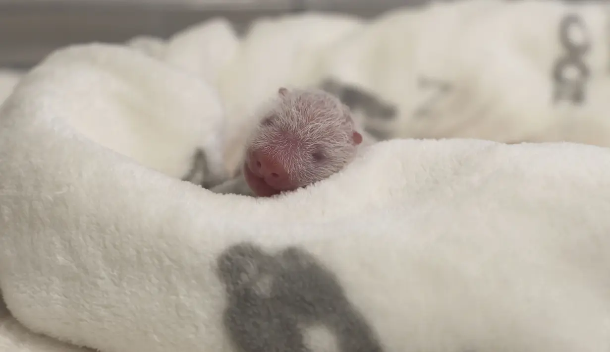 Kedua anak panda ini menghabiskan lima hari pertama kehidupan mereka dengan bergantian berpelukan dan minum susu dari induknya setiap jam. (© 2024 Zoo Berlin via AP)