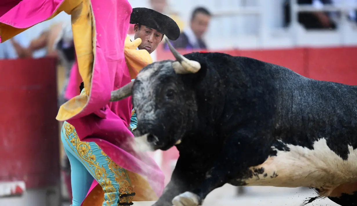 Matador Prancis, Mehdi Savalli berhasil mengecoh banteng saat Feria du Riz di Arles, Perancis pada 11 September 2016. (AFP PHOTO / ANNE-CHRISTINE POUJOULAT)
