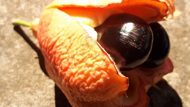 Buah Ackee, Makanan Mematikan