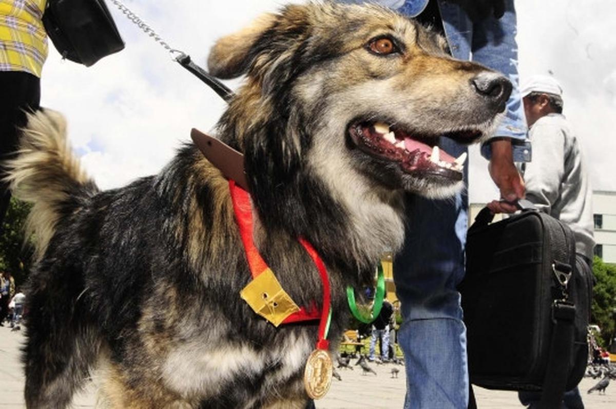 Anjing ini jadi simbol penolakan rakyat Bolivia atas Evo Morales