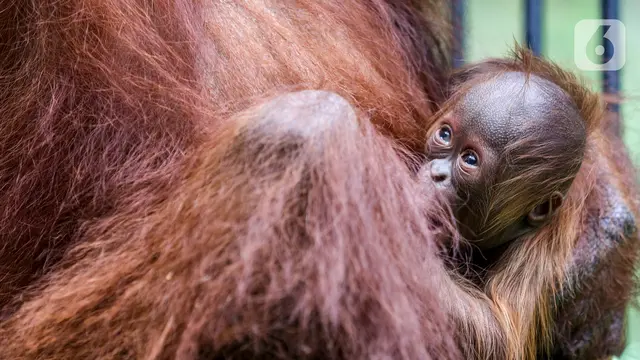 Fitri, Bayi Orangutan yang Lahir Pada Suasana Hari Raya Idul Fitri  di Taman Safari Indonesia.