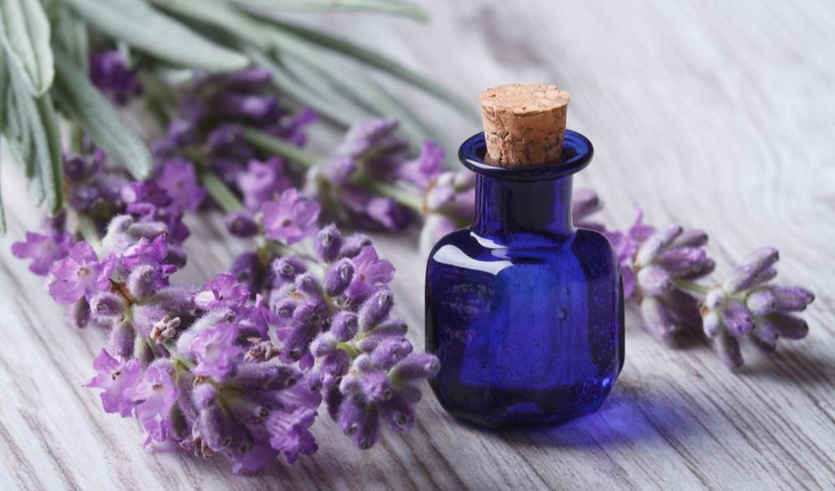 7. Lavender: Aroma yang Menenangkan