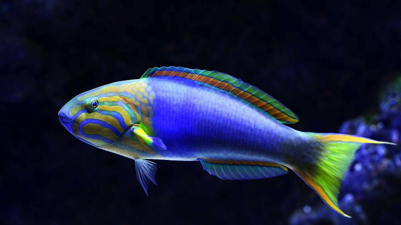 <b><br>Wrasse (Labridae)</b><br>