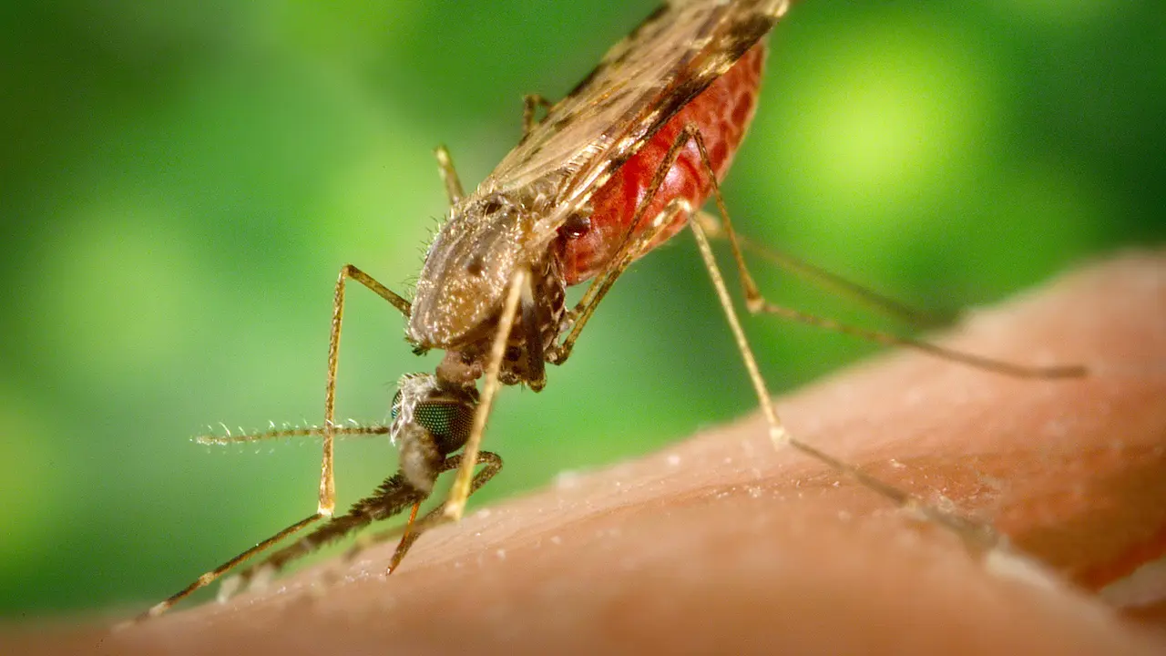 Trik Terhindar Malaria Sebelum ke Papua
