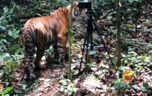 Viral Momen Pelepasan Dua Harimau di Taman Nasional Gunung Leuser, Curi Perhatian Warganet