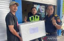 Respons Positif Pembeli, Thailand Jadi Pasar Strategis Ekspor Tuna Yellowfin Maluku