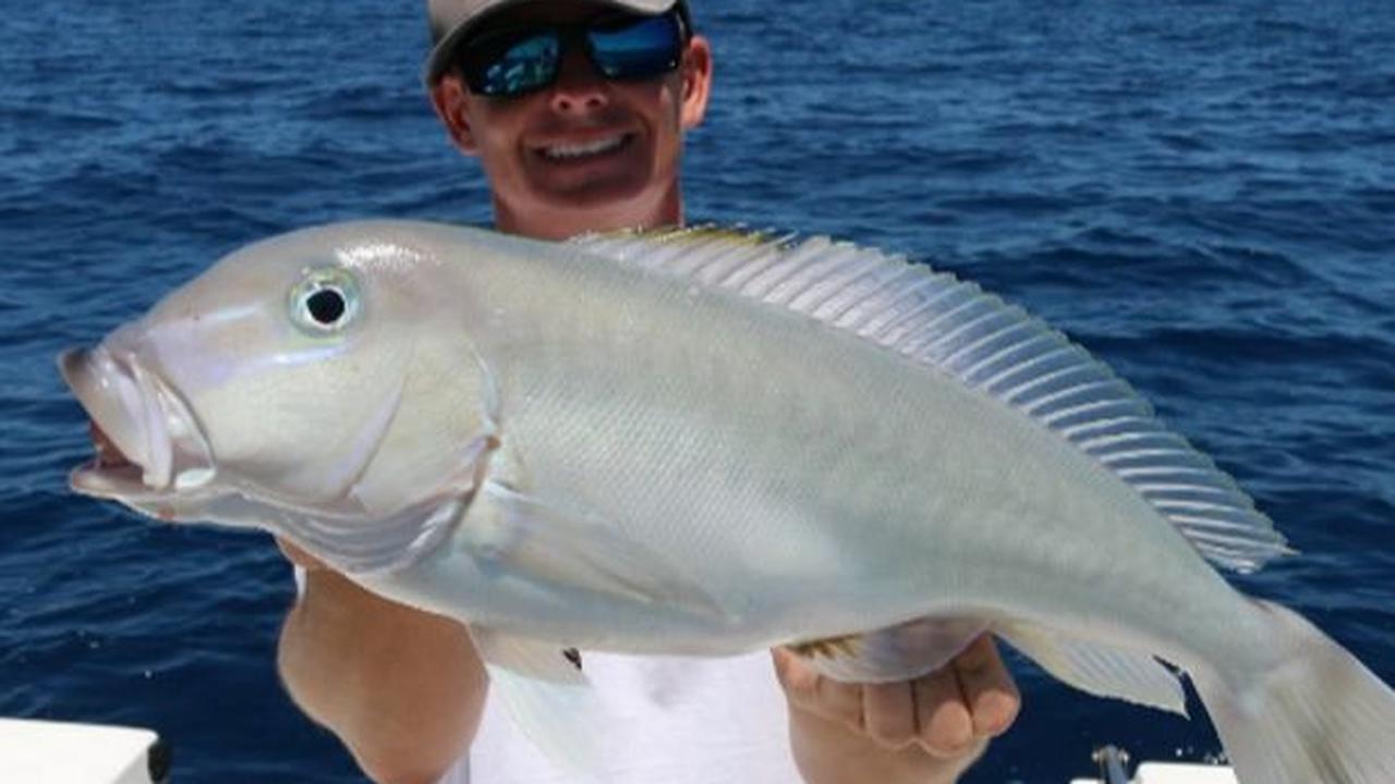 1. Ikan Tilefish