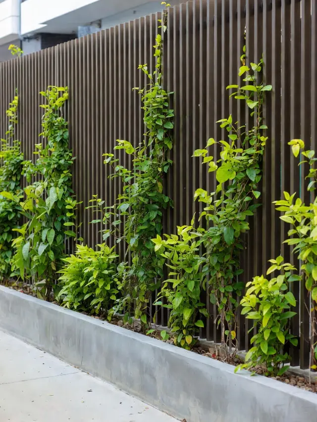 Model Pagar Rumah Tanaman Rambat Hidup Konsep Green Fence