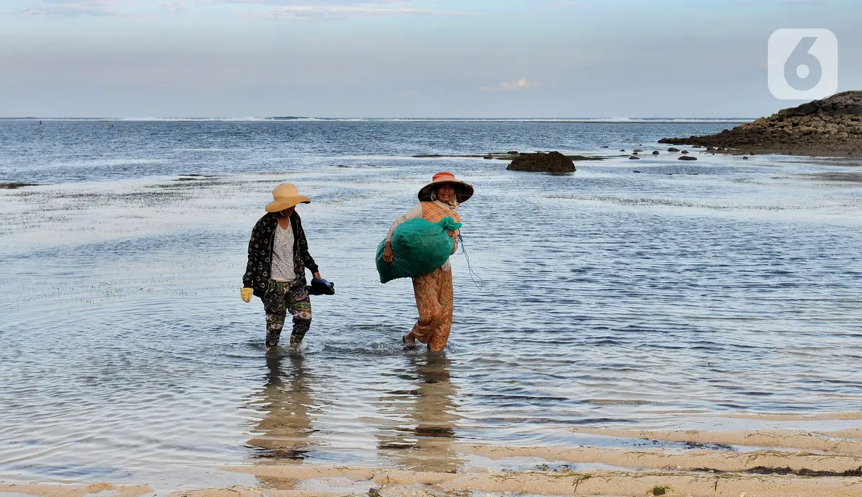 <p>Warga Desa Adat Peminge mengumpulkan lepasan rumput laut di kawasan Pantai Geger Mulya, Nusa Dua, Bali, Selasa (3/5/2022). Rumput laut kering dijual dengan harga Rp 5.000/kg atau pendapatan rata-rata sehari mereka hanya Rp 20 ribu. (merdeka.com/Arie Basuki)</p>