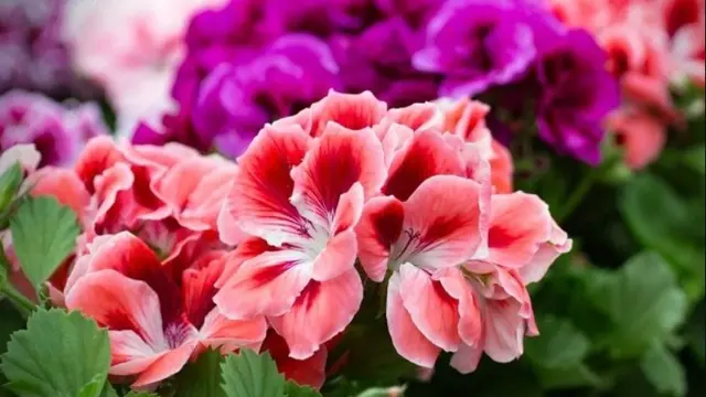 Bunga Geranium (Foto: Tukang Taman Surabaya)