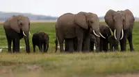Ilustrasi gajah. (Reuters)