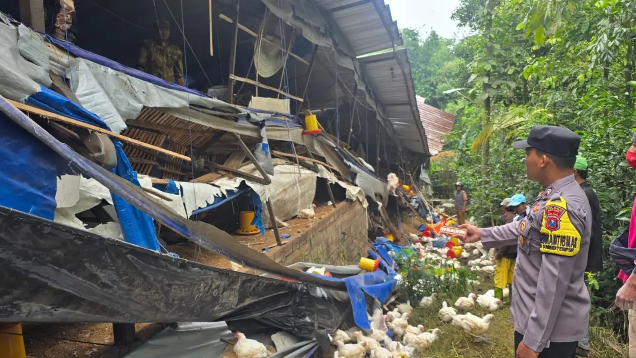 Kandang Ternak Ayam di Malang Ambruk.