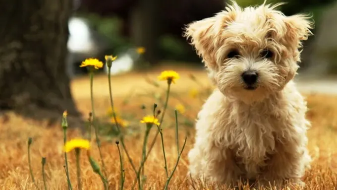 Bukti Kalau Anjing Juga Bisa Sombong