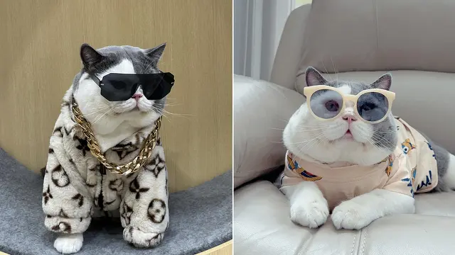 Ecan, si Kucing British Shorthair