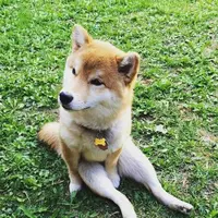 Kenalkan.. Ini Mikho, anjing jenis Shiba Inu.