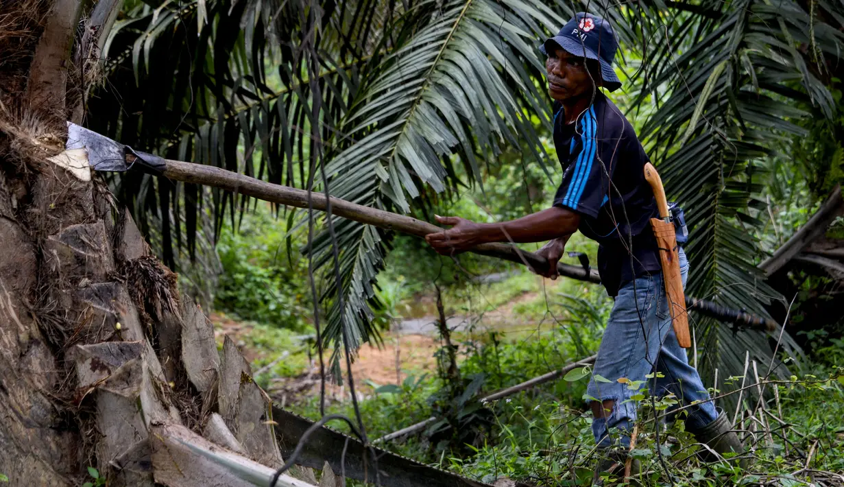 Seorang pekerja sedang menebang pohon di perkebunan kelapa sawit di Sampoiniet, provinsi Aceh (7/3/2021). Kelapa sawit merupakan tanaman perkebunan yang memiliki produksi terbesar di Kabupaten Aceh. (AFP Photo/Chaideer Mahyuddin)