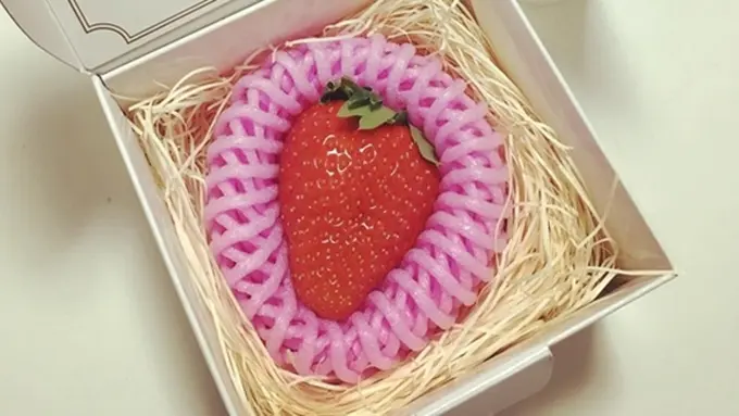 Foto: copyright odditycentral.com