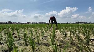 BMKG Ungkap Prakiraan Musim Hujan Lampung 2026/2027