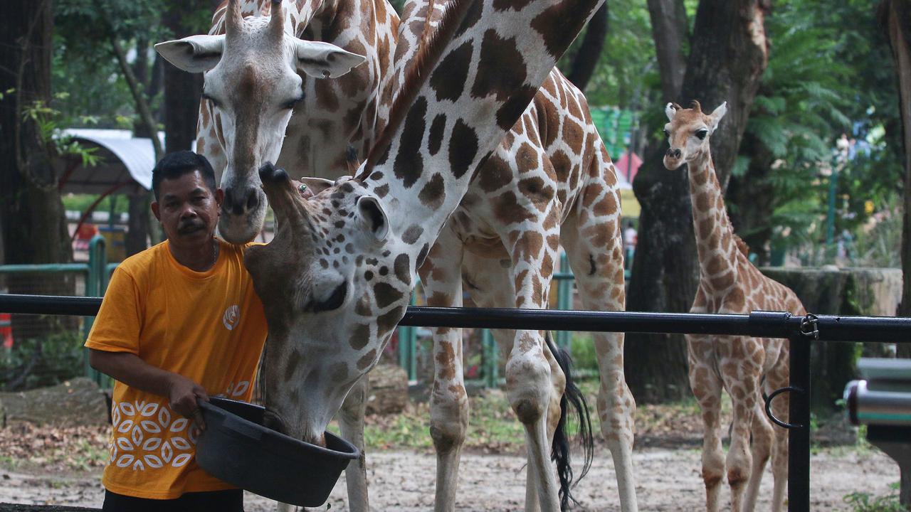 Rajaka, anak jerapah di Taman Margasatwa Ragunan