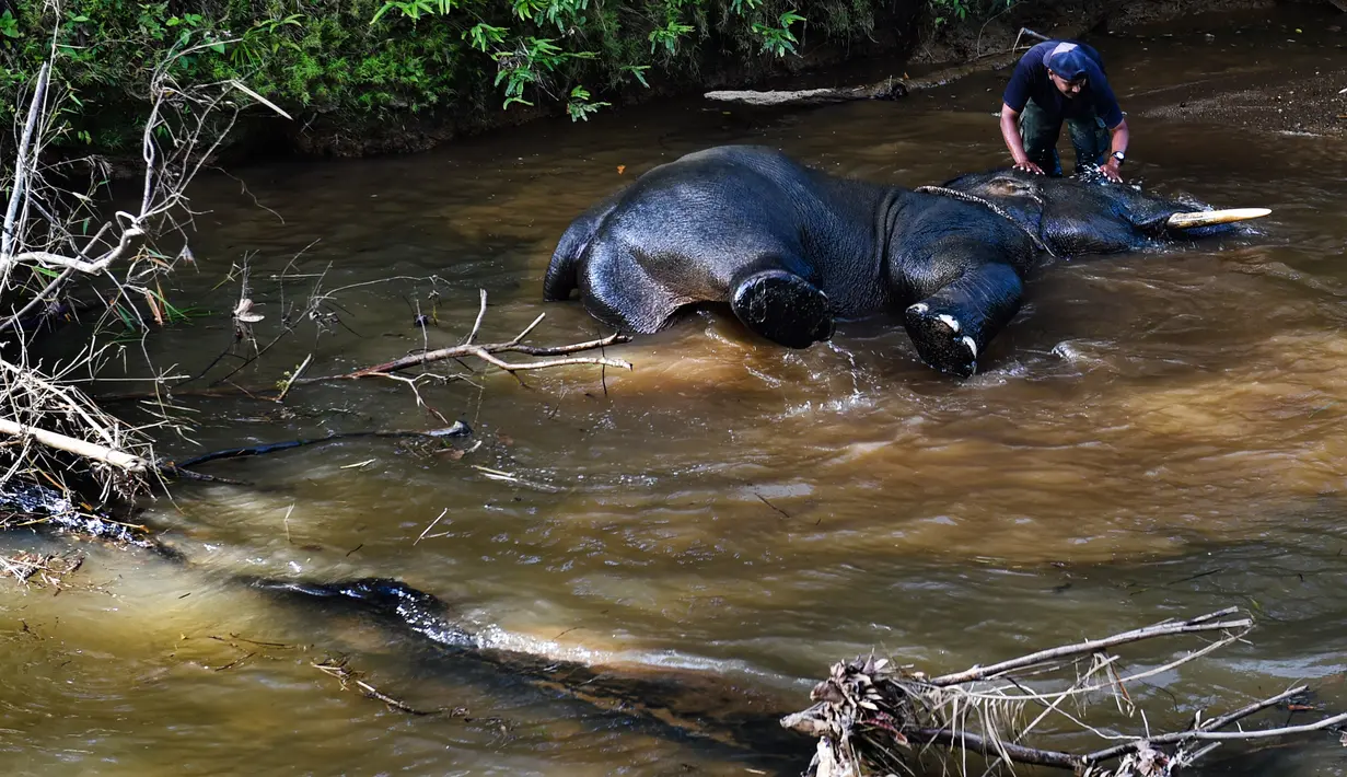 Seorang pawang memandikan gajah jantan Sumatra di sungai dekat Unit Respons Konservasi Alue Kuyun di Meulaboh, Aceh pada 27 Juli 2019. Gajah Sumatra yang masuk daftar merah salah satu spesies terancam punah ini diperkirakan hanya sekitar 500 ekor yang tersisa di Aceh. (CHAIDEER MAHYUDDIN/AFP)